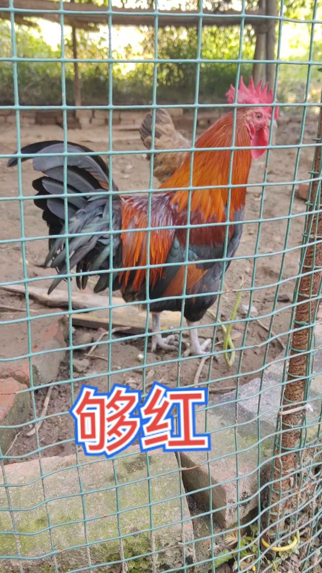 黑红毛土公鸡,血红毛