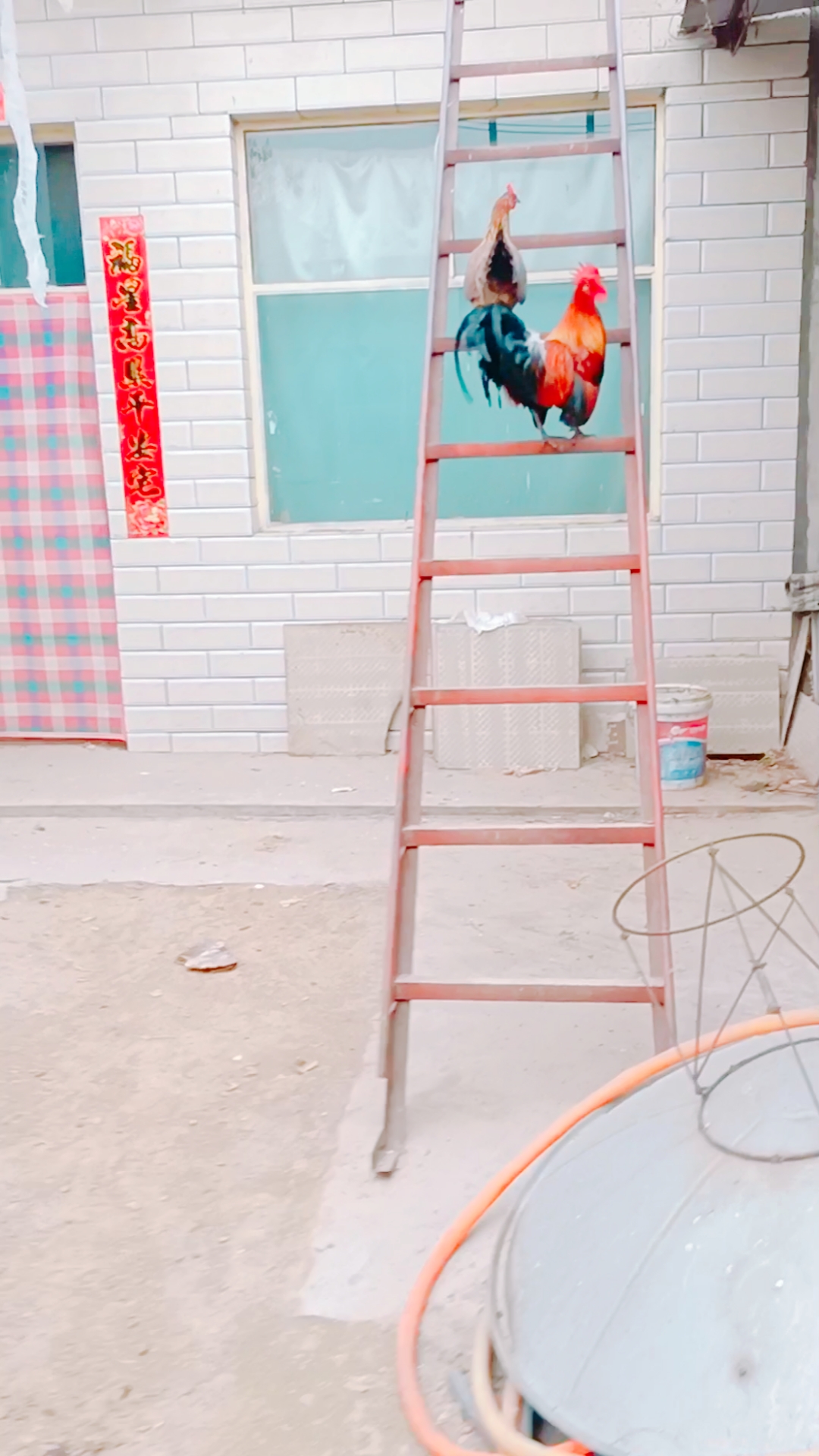 农村房上养鸳鸯鸡,比翼双飞