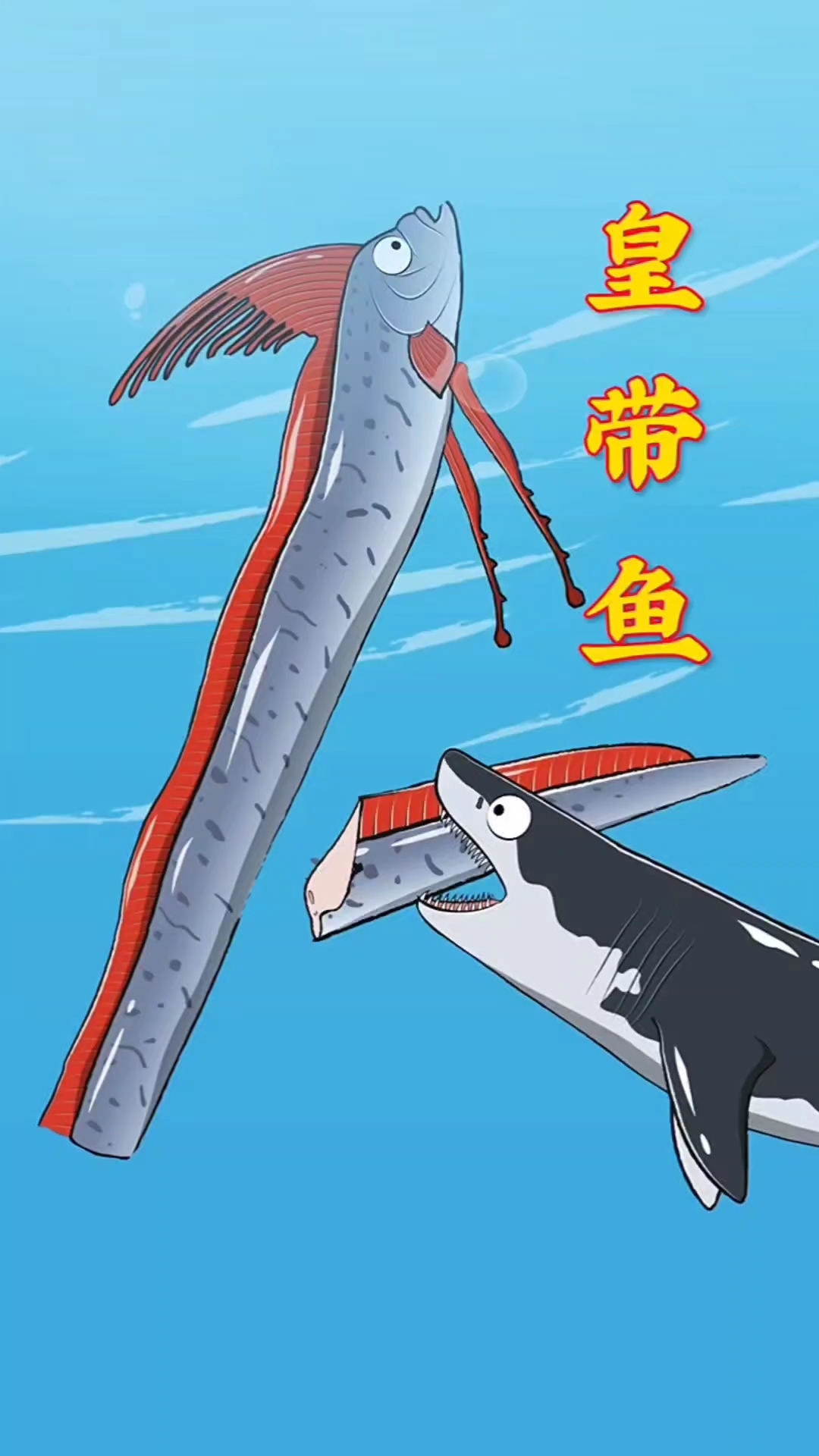 这就是皇带鱼为啥都是半截的原因之一！