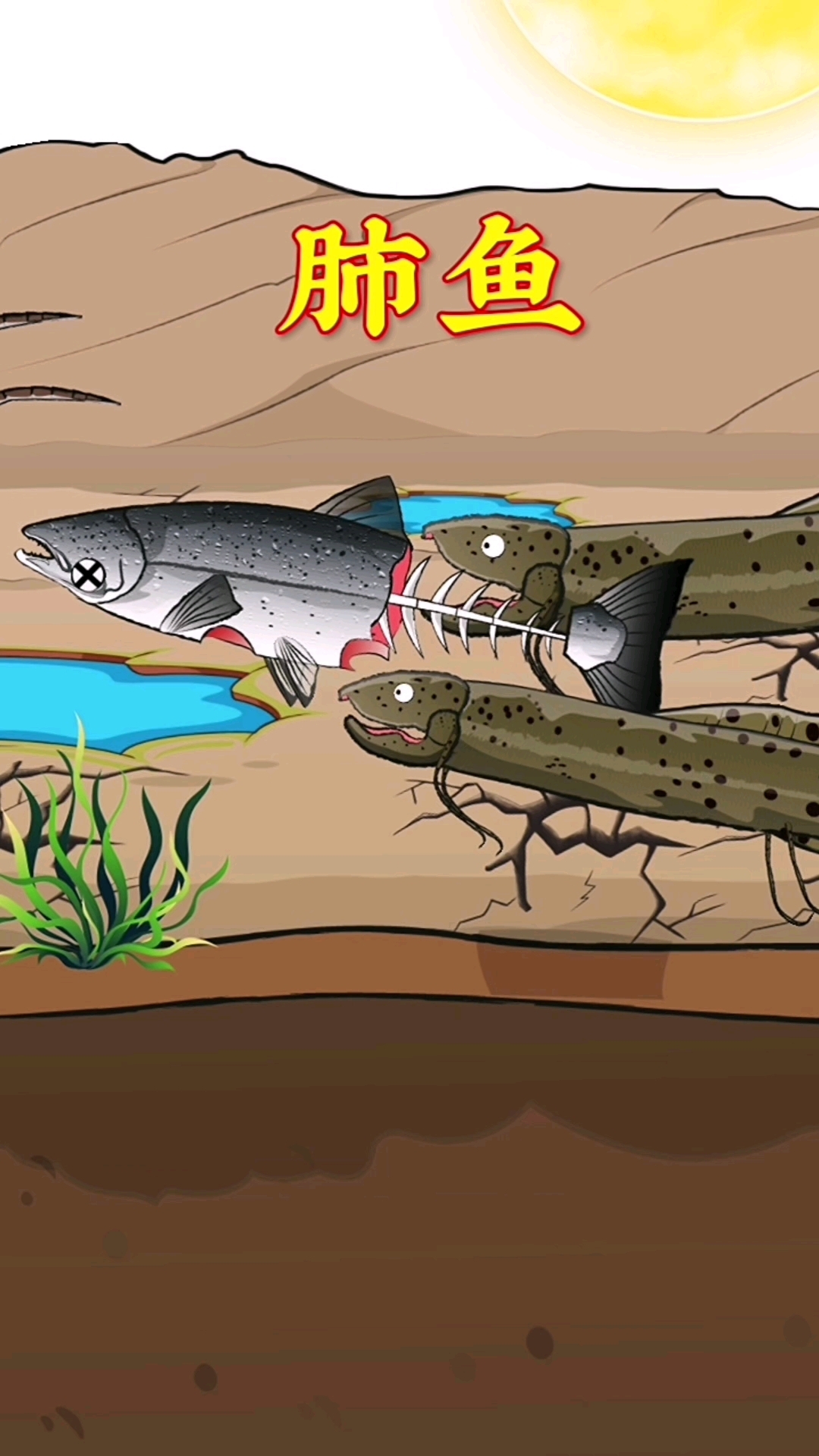 肺鱼靠这招躲过了每次的旱季!