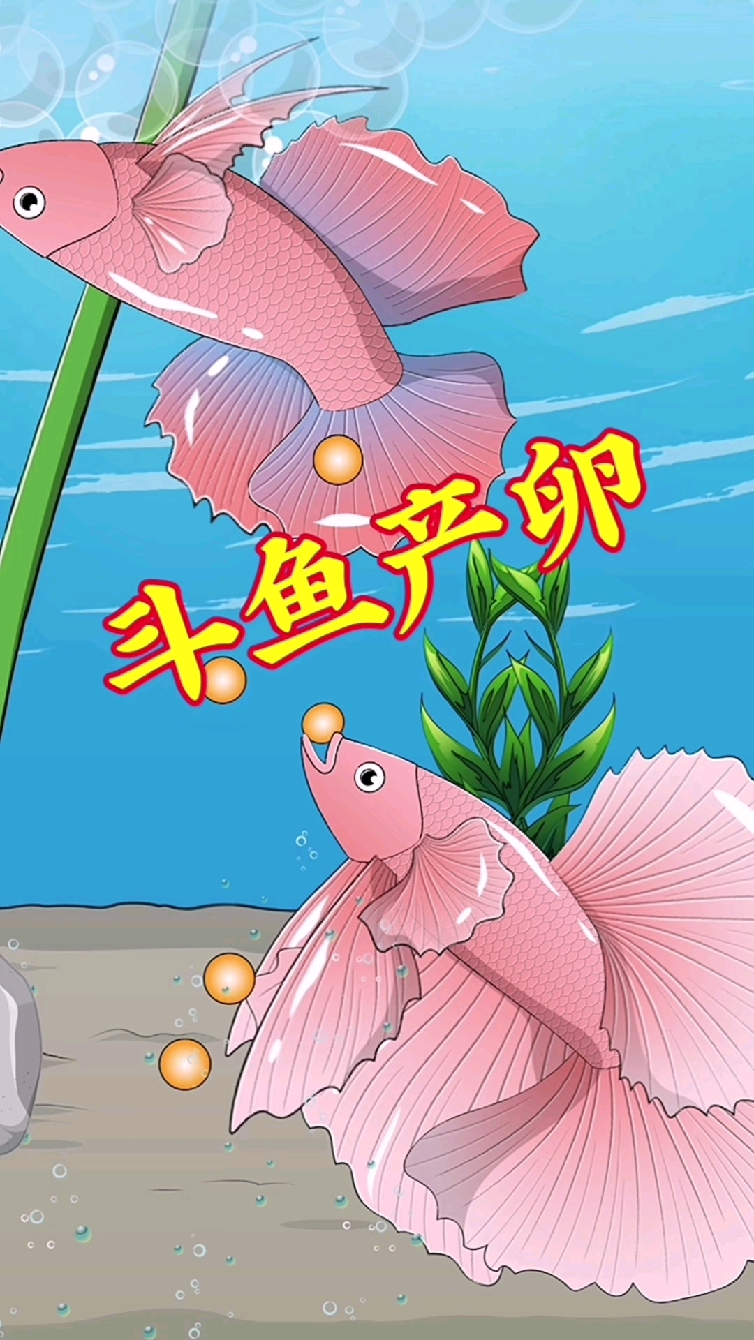 你知道斗鱼们是怎么产卵的吗?