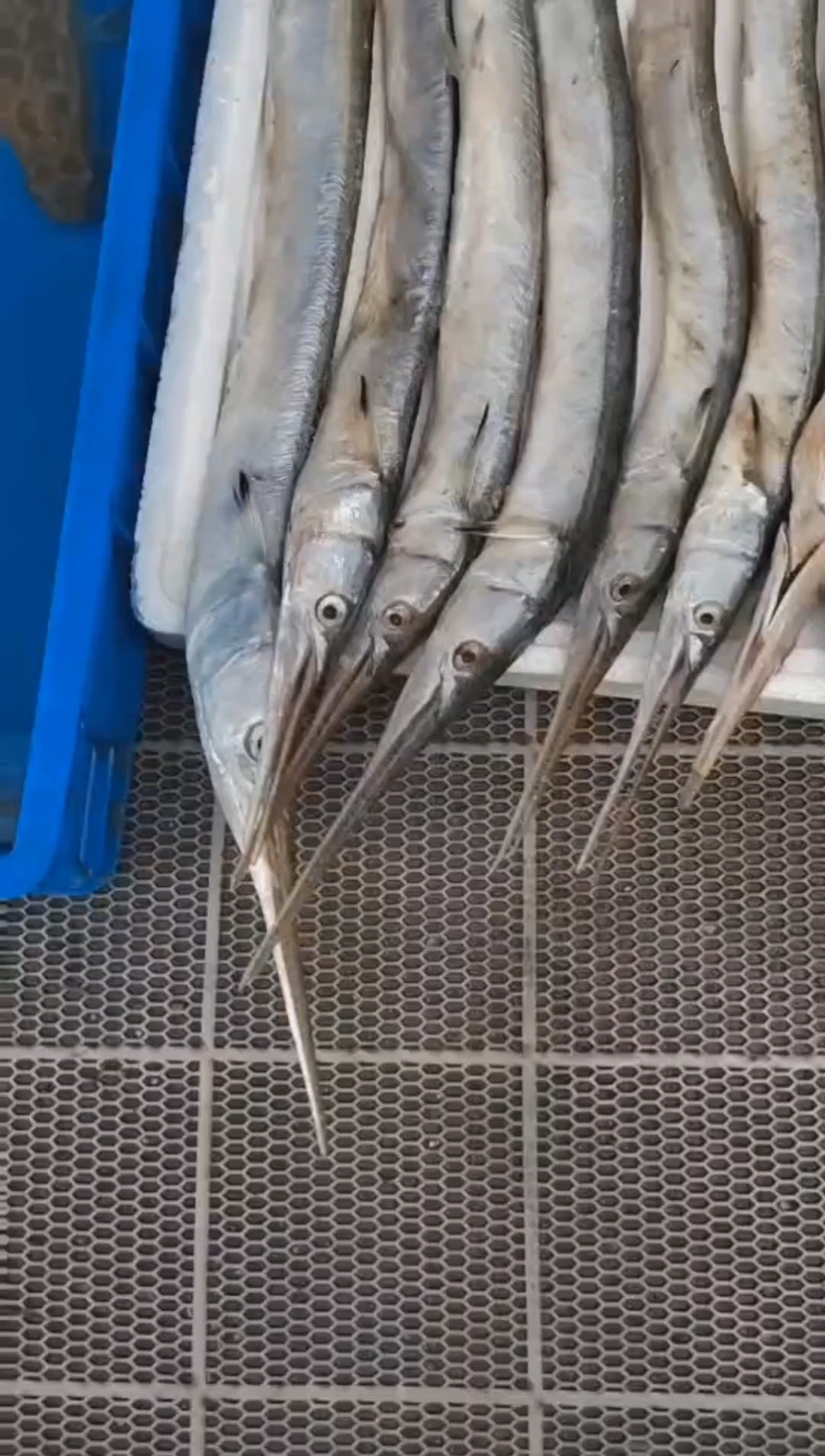 尖嘴扁鄂针鱼营养丰富