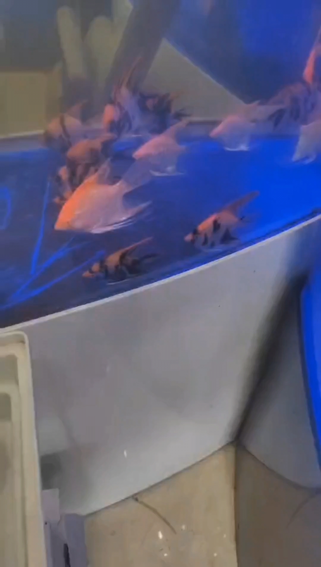 燕子鱼性格温顺外型美观