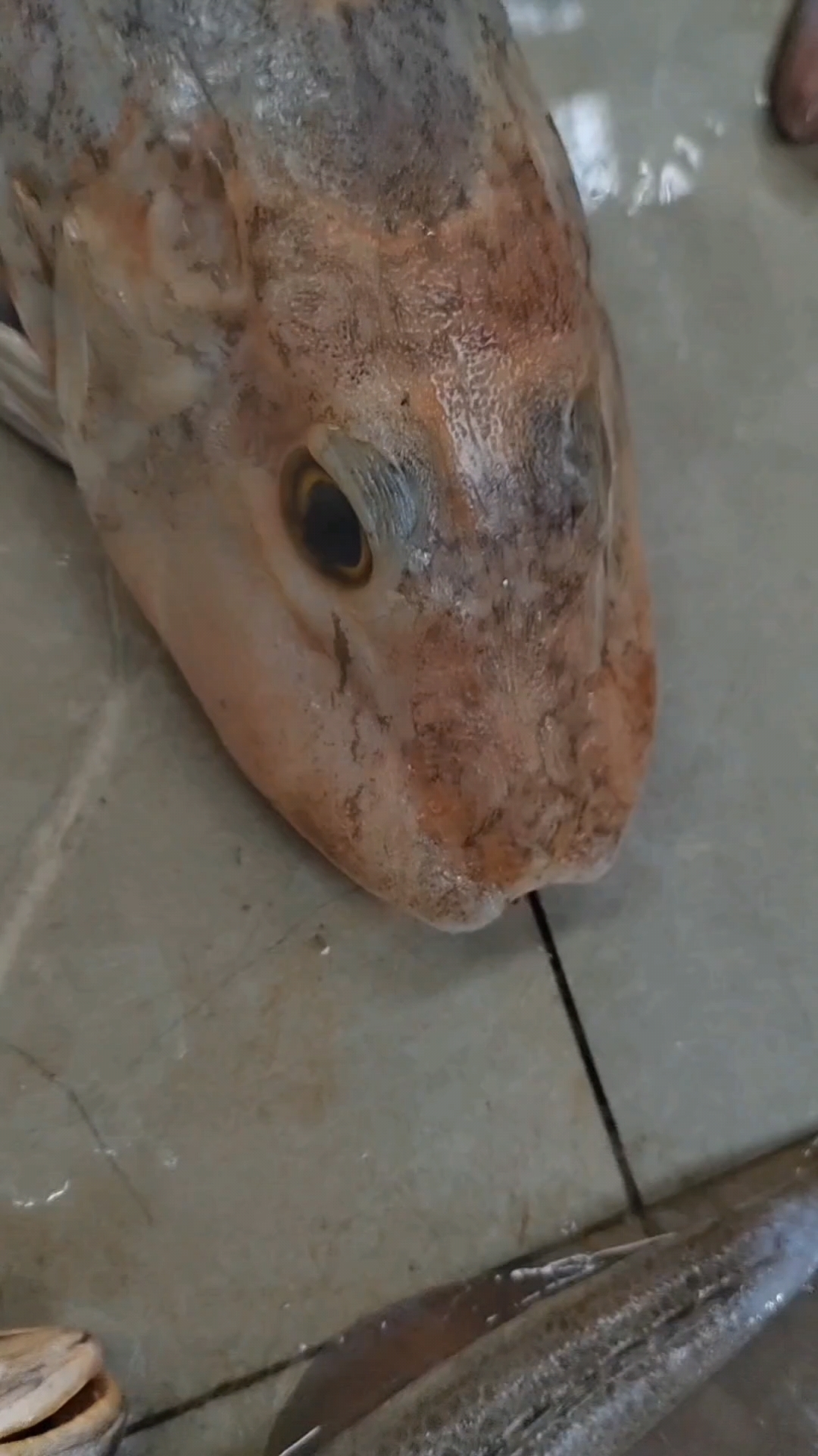 红娘鱼名字好听营养价值药用价值也高