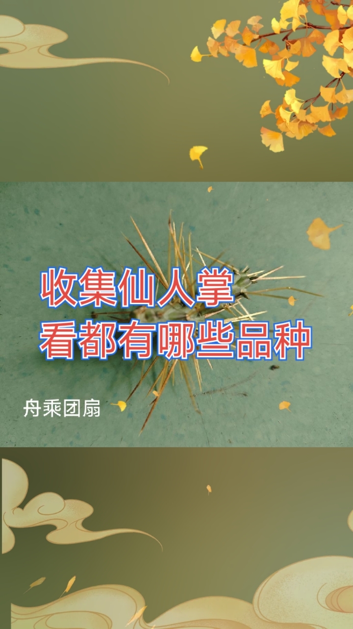最近收集仙人掌看都有哪些品种?