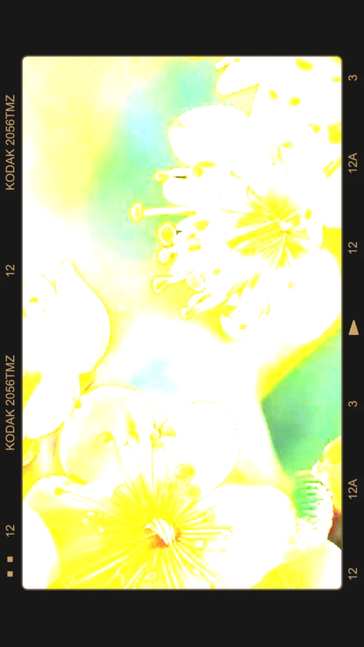 很美丽的花朵图片,关注楼主,后续发高清图片。