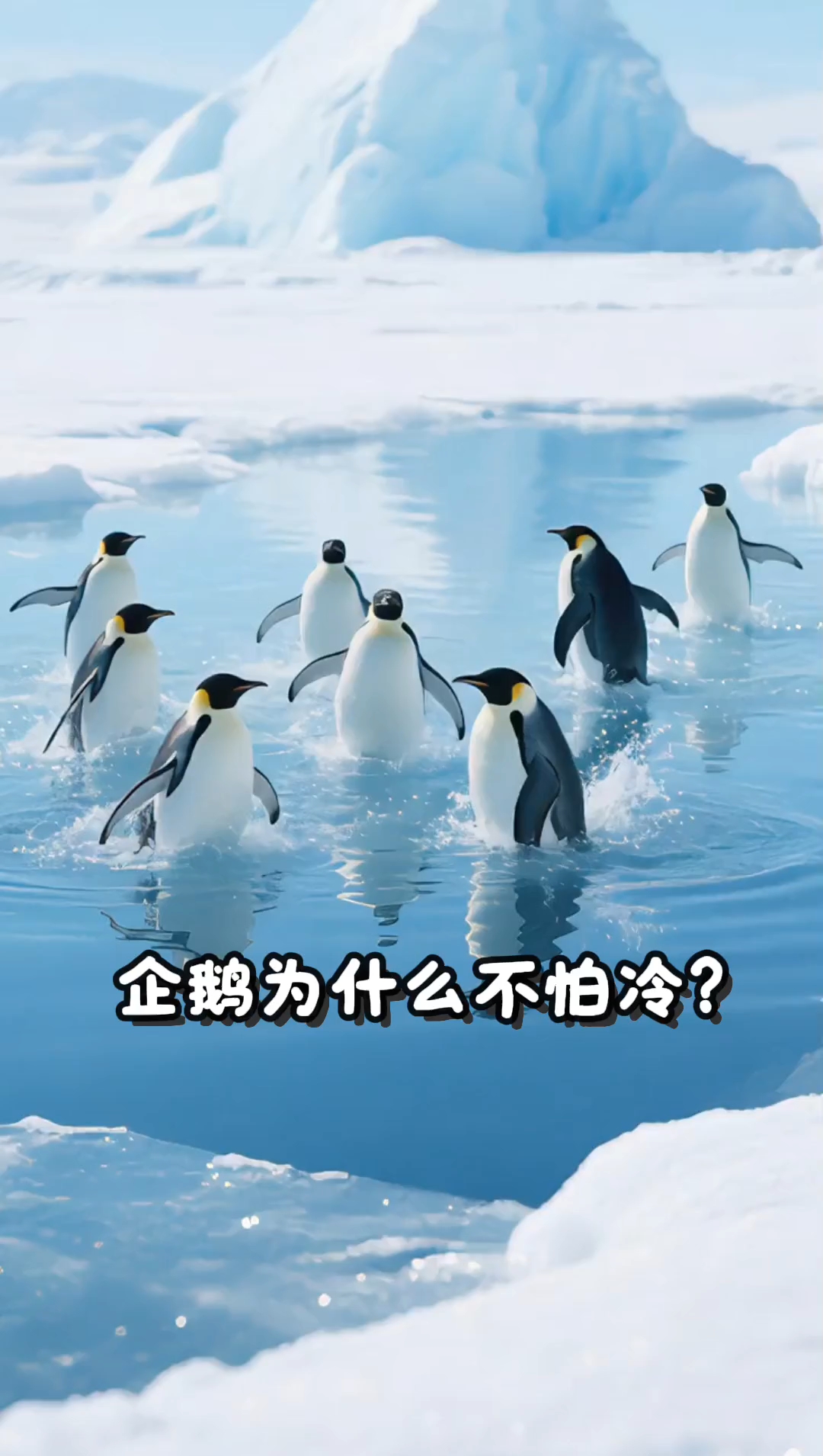 第3课:企鹅为什么不怕冷?