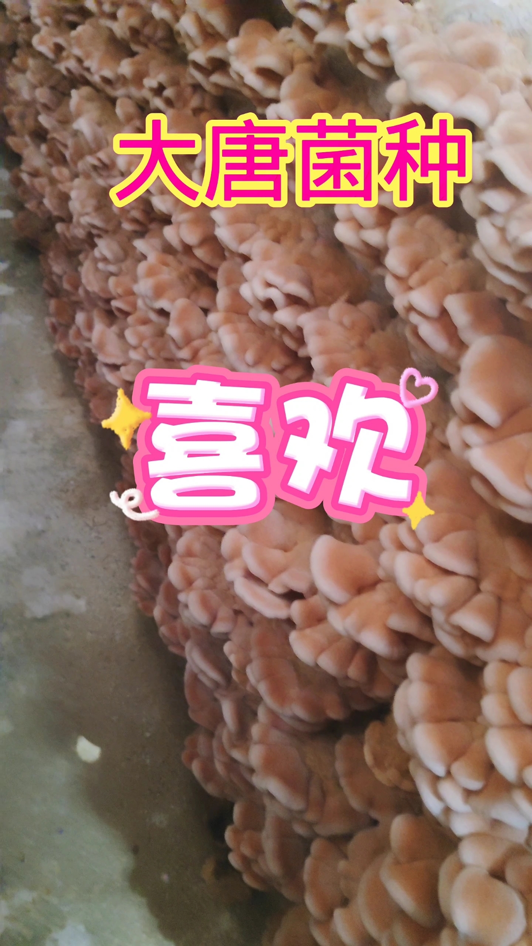 肉色黏韧革菌又叫海参菌、鸡冠蘑、榆黄木耳、榆耳