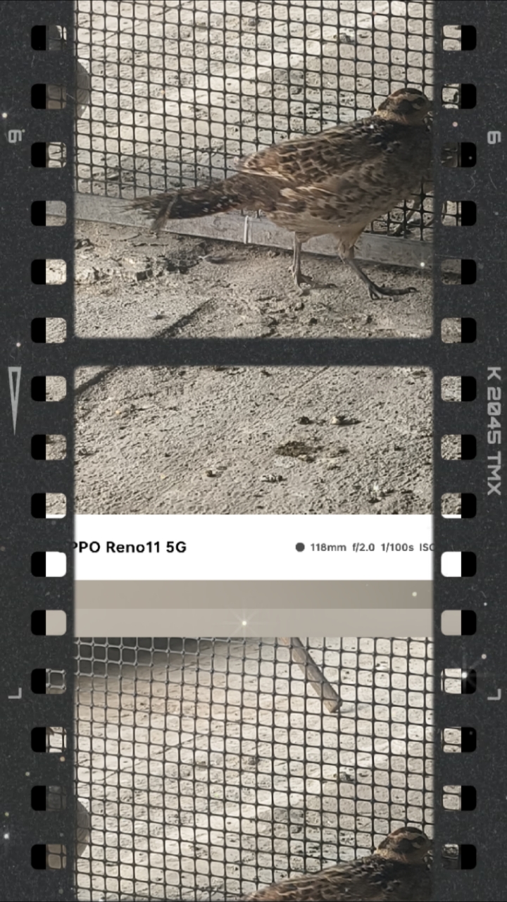 很多朋友咨询我,养殖红腹锦鸡赚不赚钱好不好卖,我只是淡淡一笑