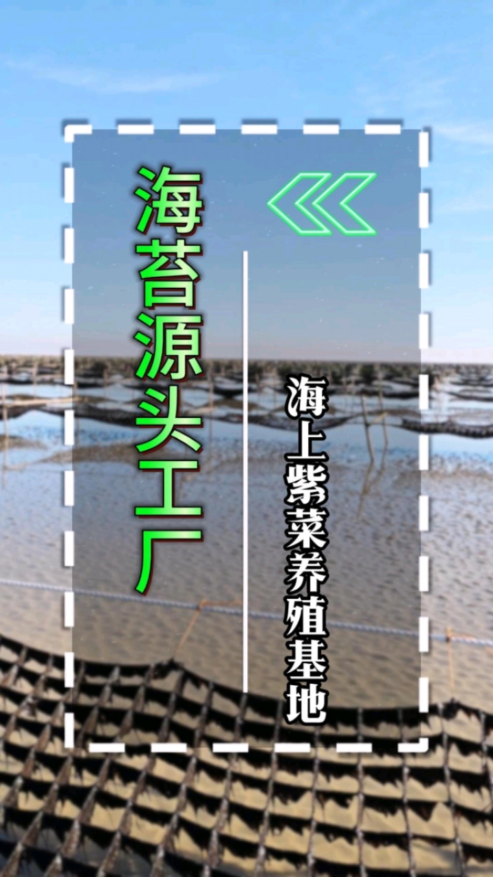 紫菜生长环境