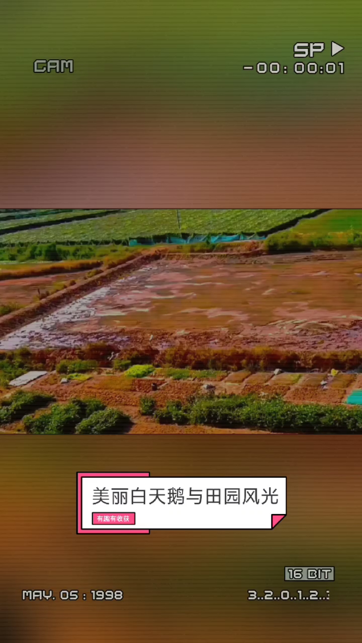 江南墨客摄影.(白天鹅英姿飒爽与之美丽田园风光)