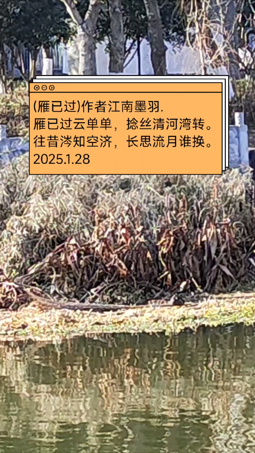 (安徽红冠水鸡,鸟诗画卷)江南墨羽诗人.艺术手笔鉴赏.
