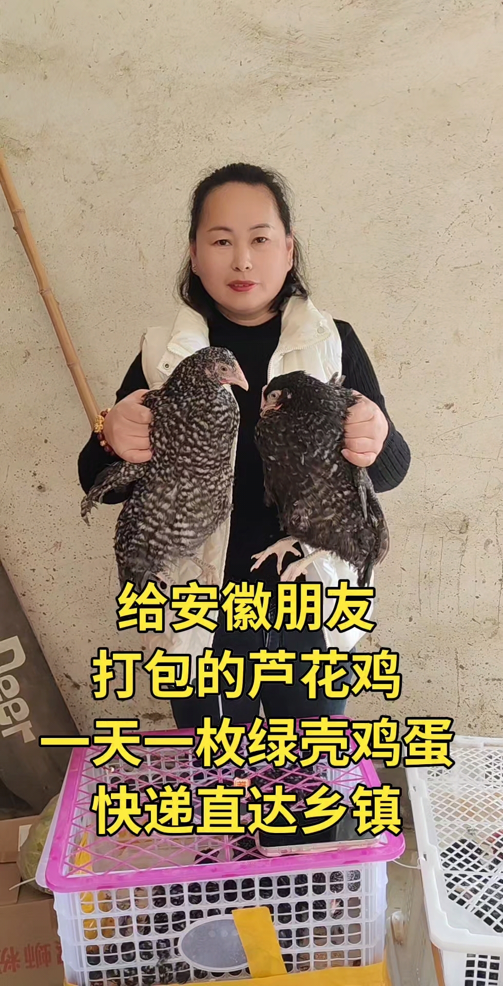 青年芦花鸡打包发货