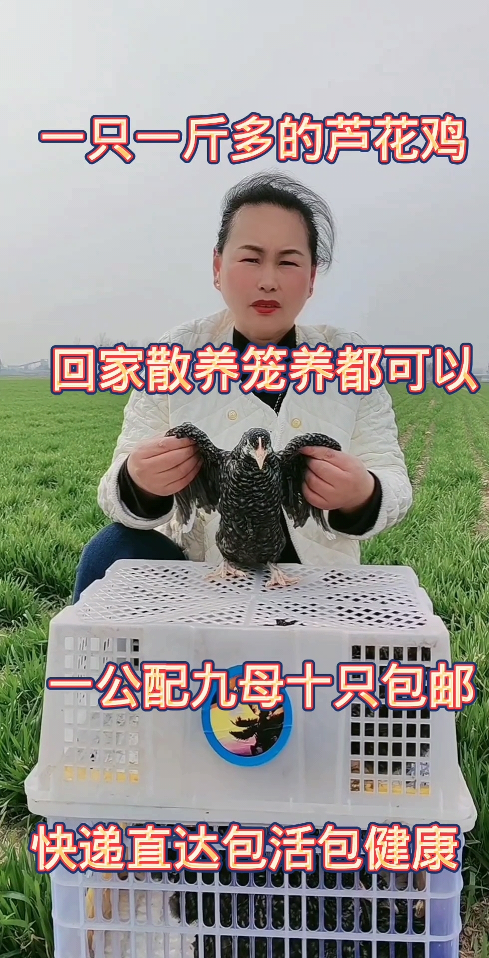 想养鸡的朋友就养芦花鸡