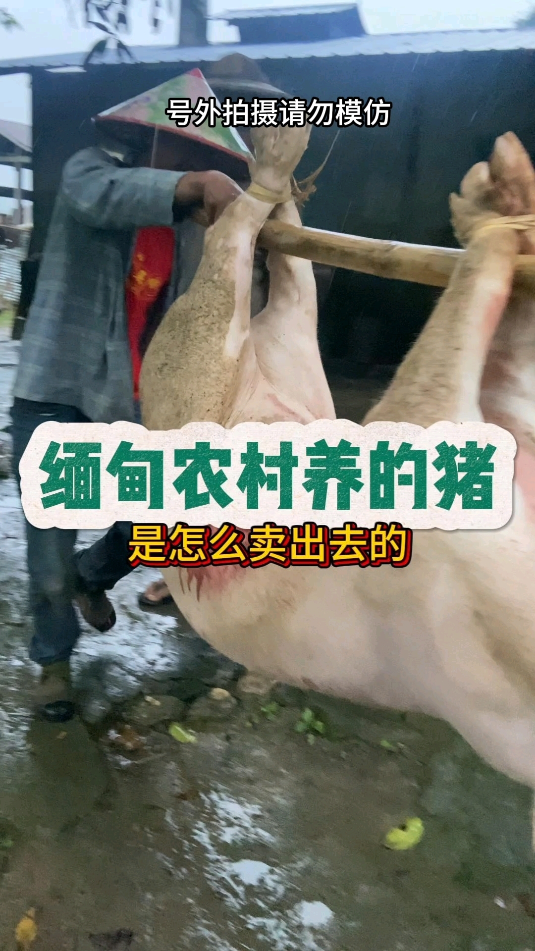 在缅甸农村养的猪是怎么卖出去的,妈妈答应种完天田有肉肉吃