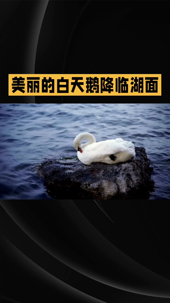 美丽的白天鹅。