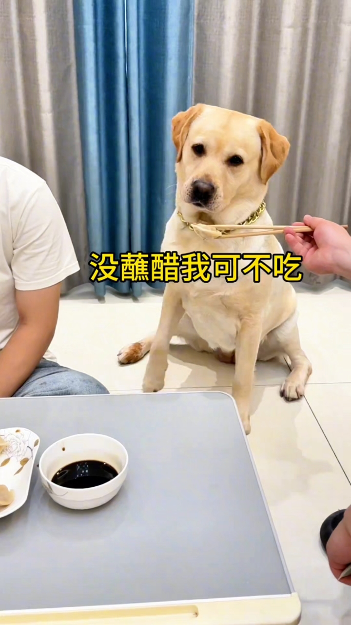 狗狗吃饺子还要蘸醋
