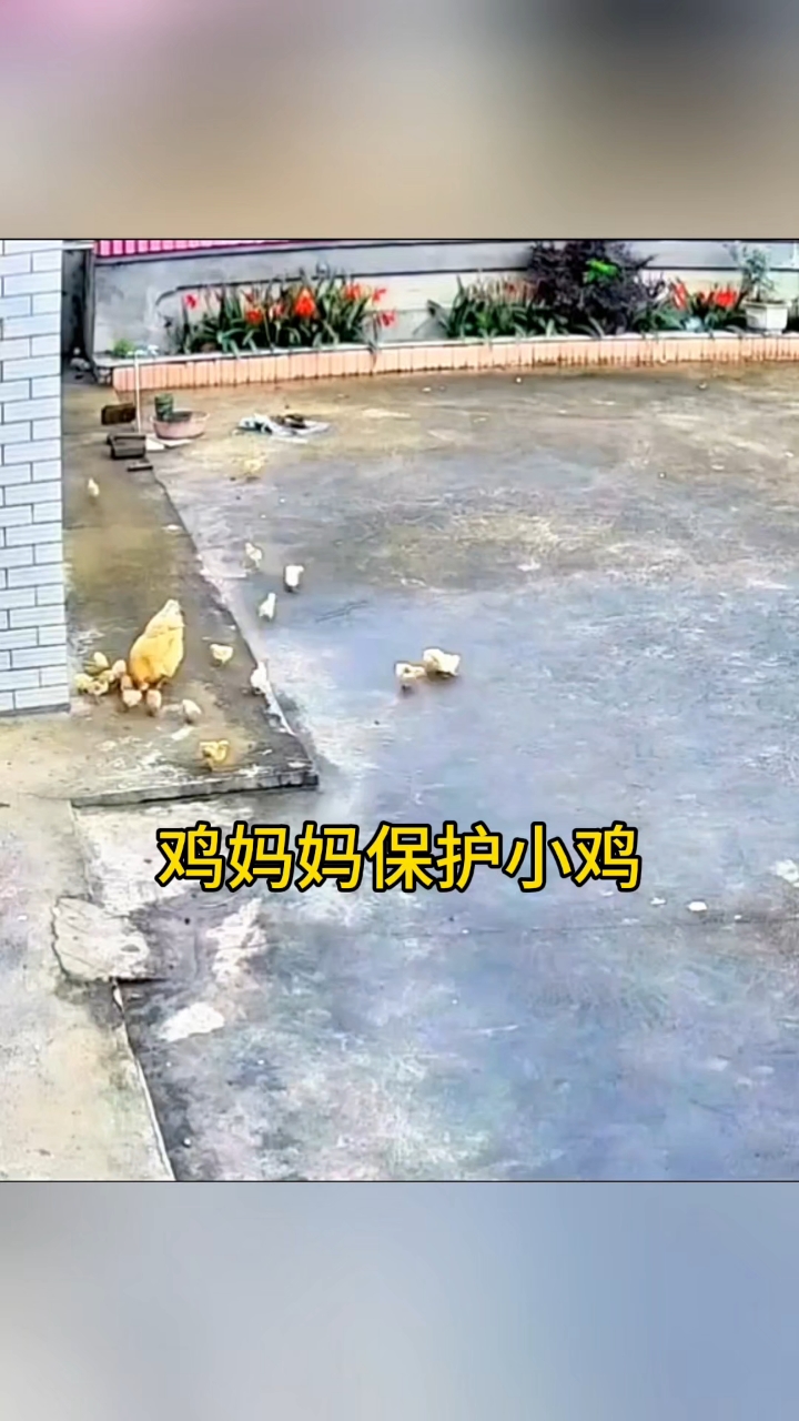 鸡妈妈保护小鸡