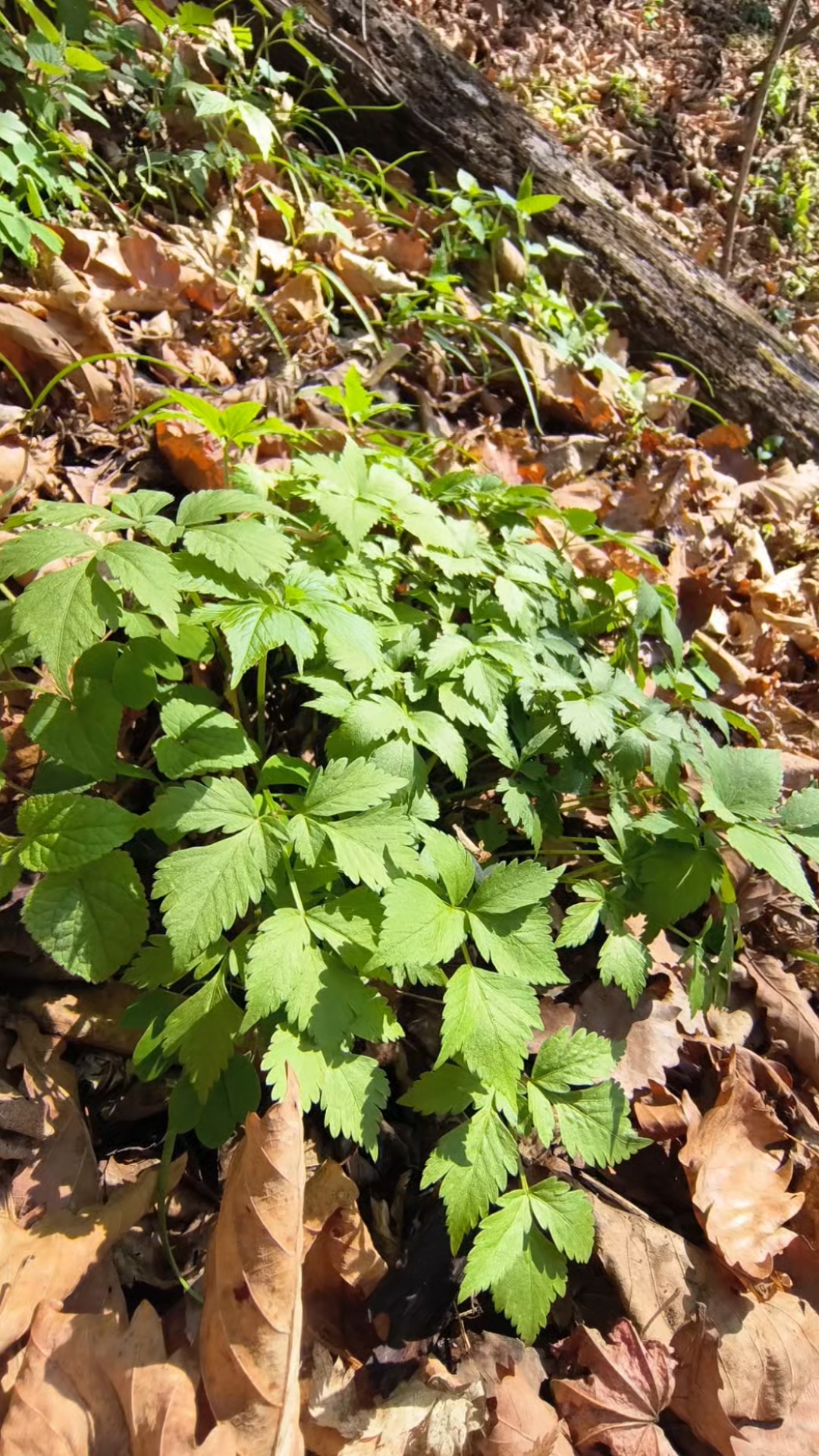 东北山野菜“大叶芹”!