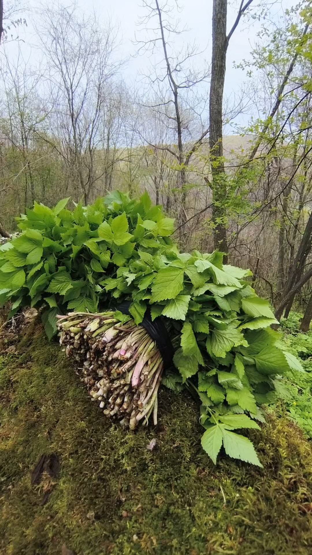东北山野菜“大叶芹”!