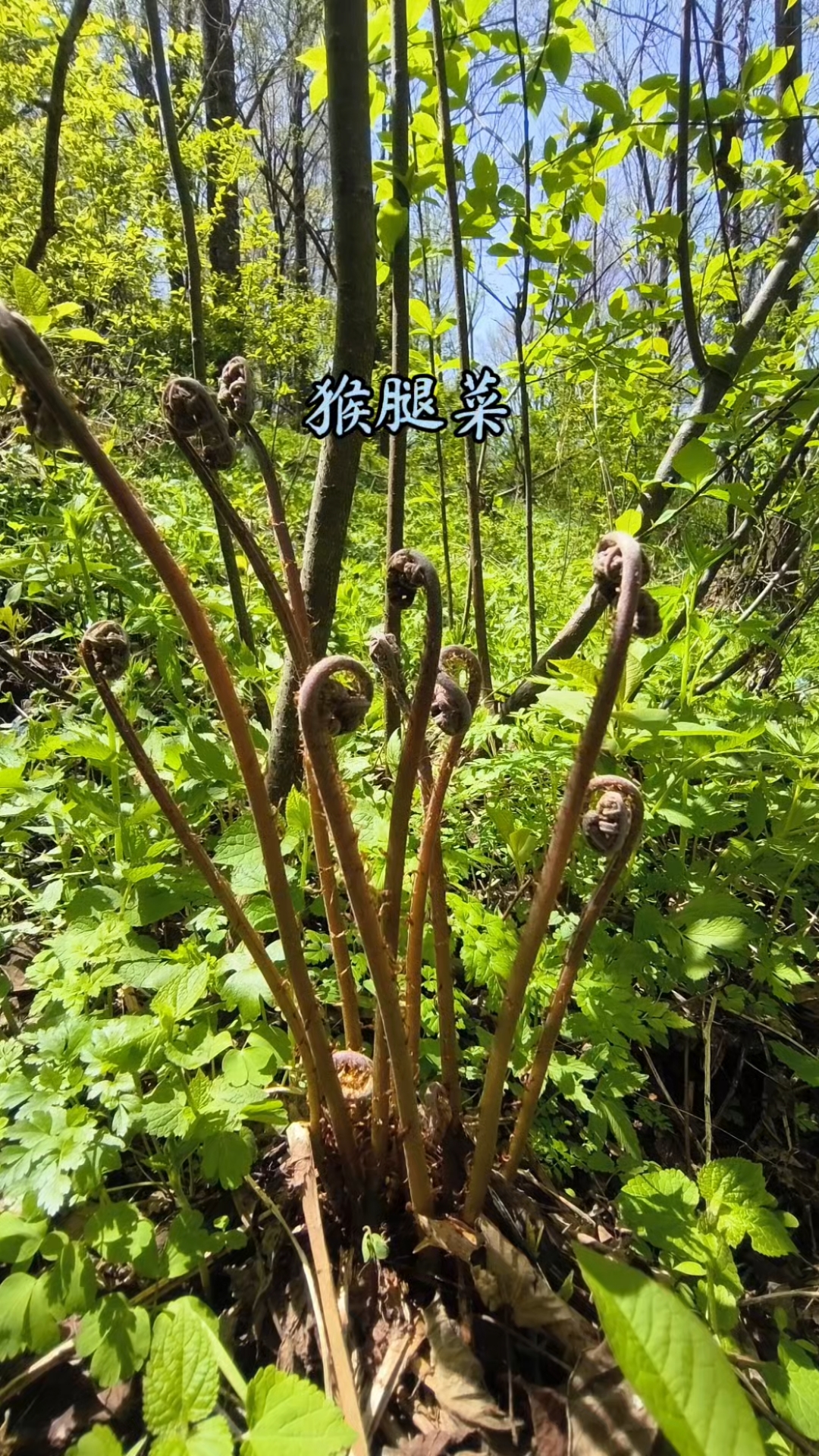 东北山野菜