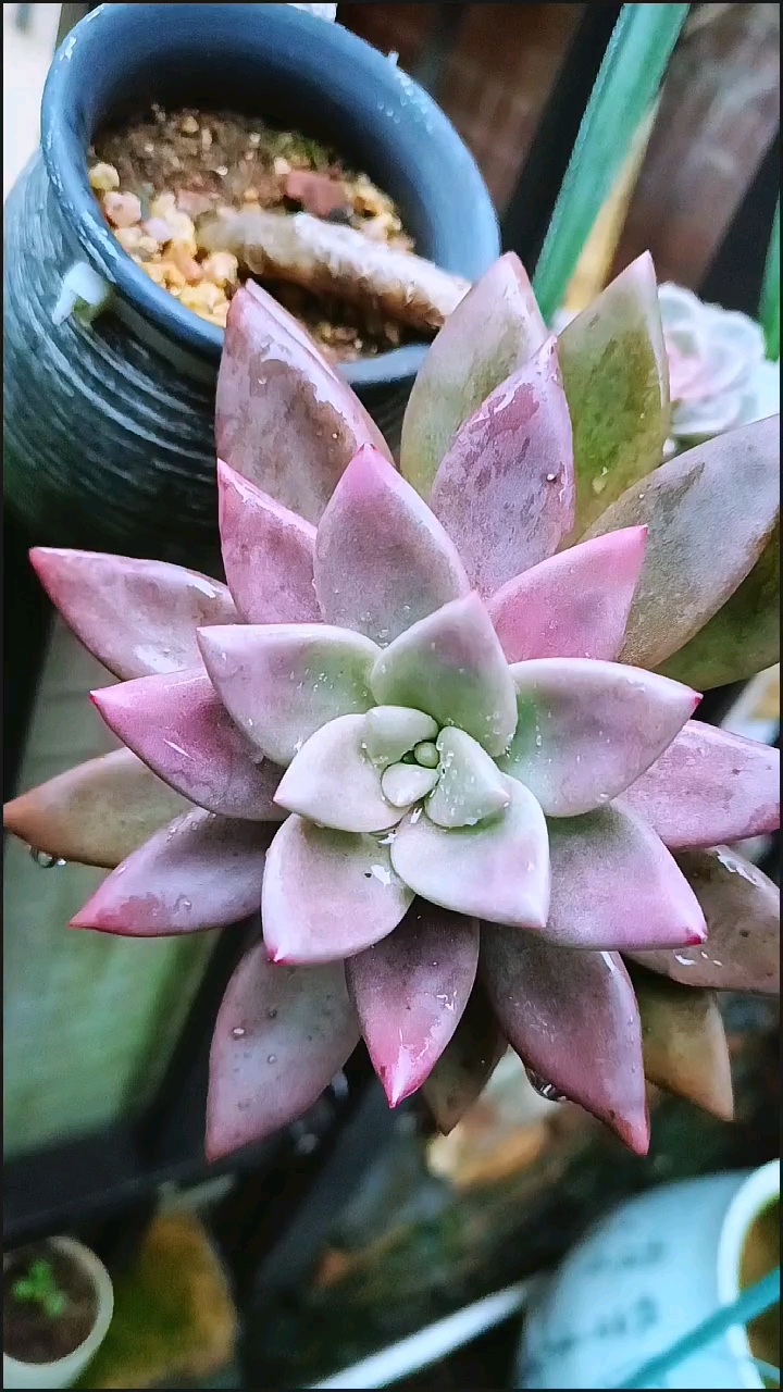 桃花源小老桩
