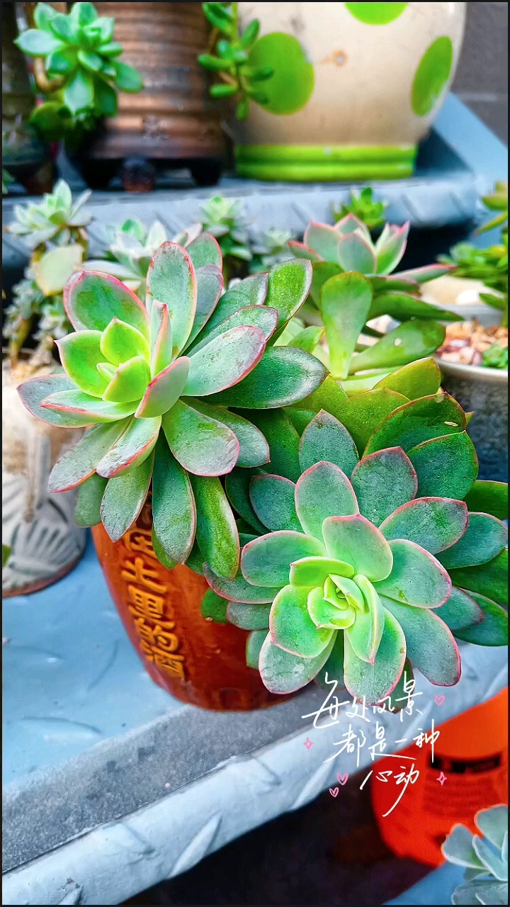 多肉植物