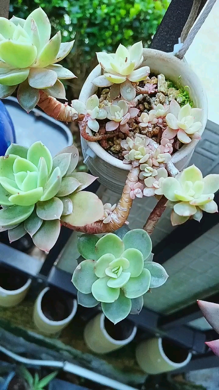 丝绸面纱#多肉植物养护