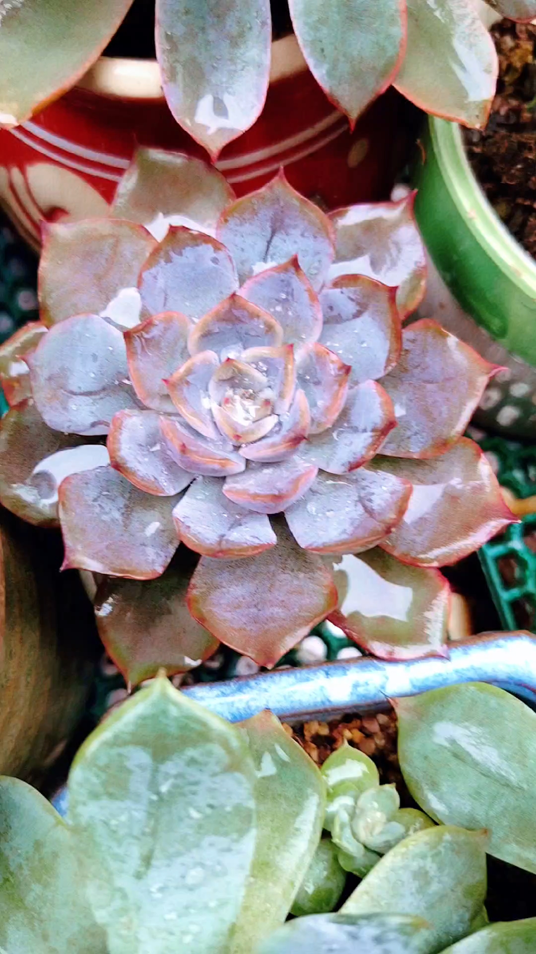 多肉植物菲欧娜