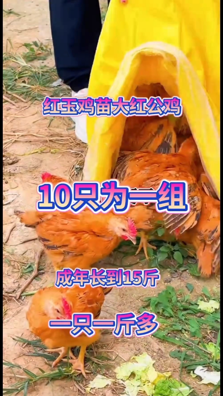 分享视频