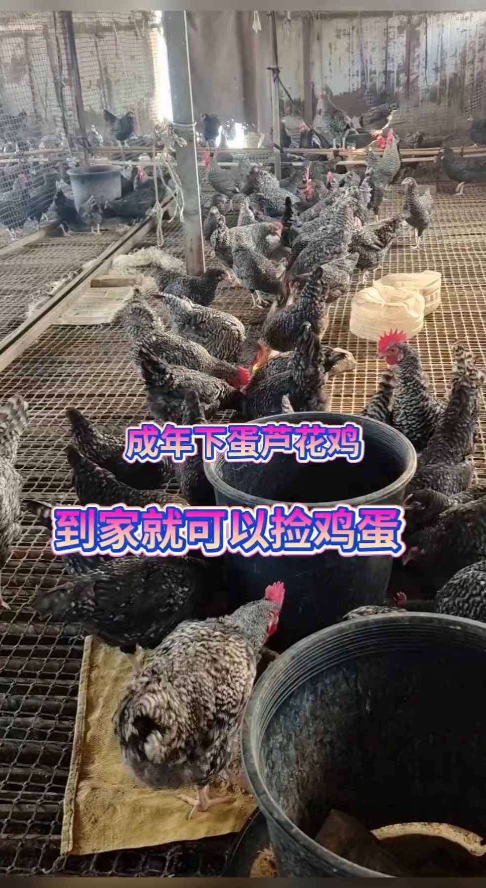 成年下蛋芦花鸡