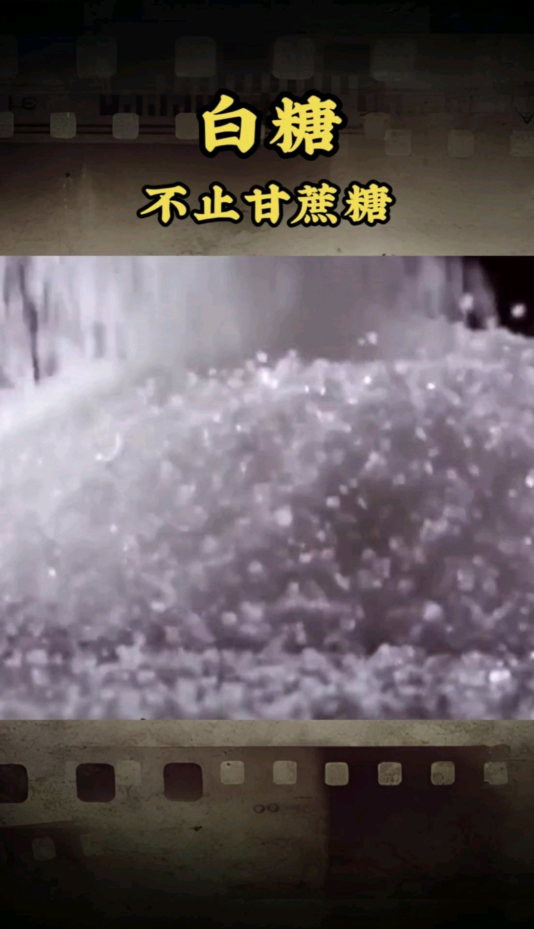 以前我一直以为白糖全是从甘蔗提取的,原来是我错了。 