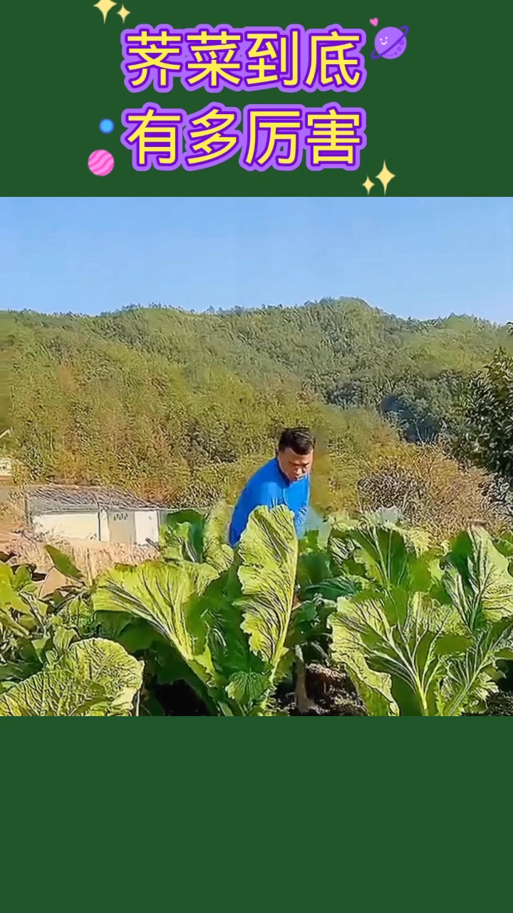 荠菜到底有多厉害?