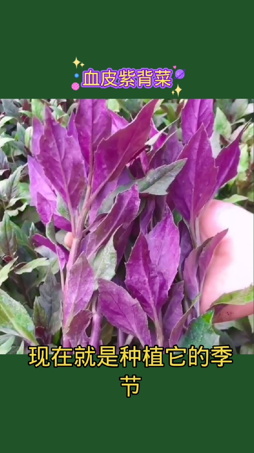 你吃过这个血皮菜吗?真的是好处多多,现在正是种植的时候!