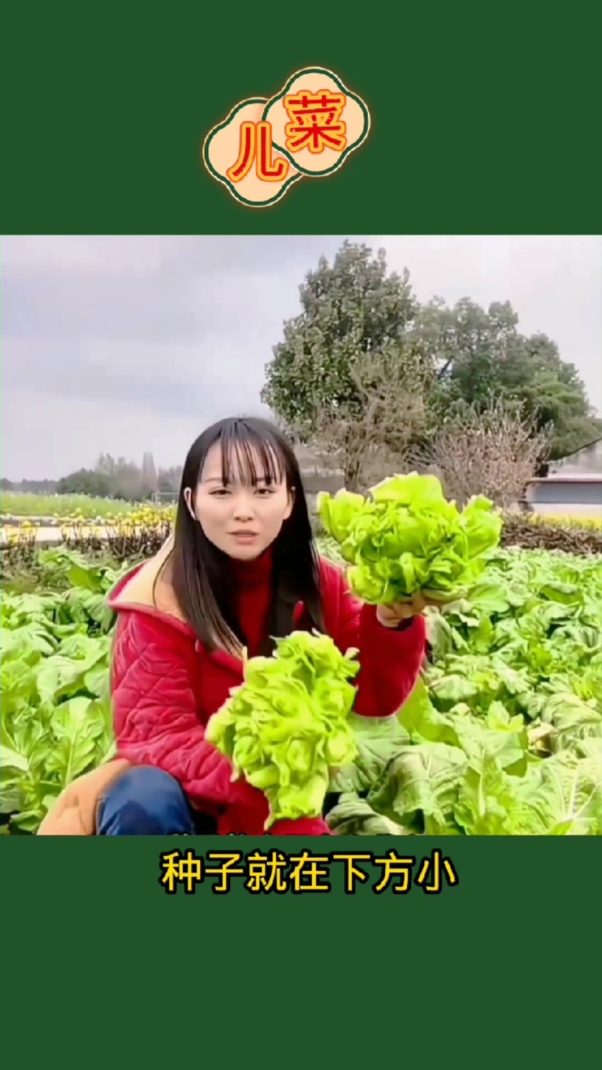儿菜又叫抱子芥菜，营养丰富热炒腌制美味下饭，种植简单