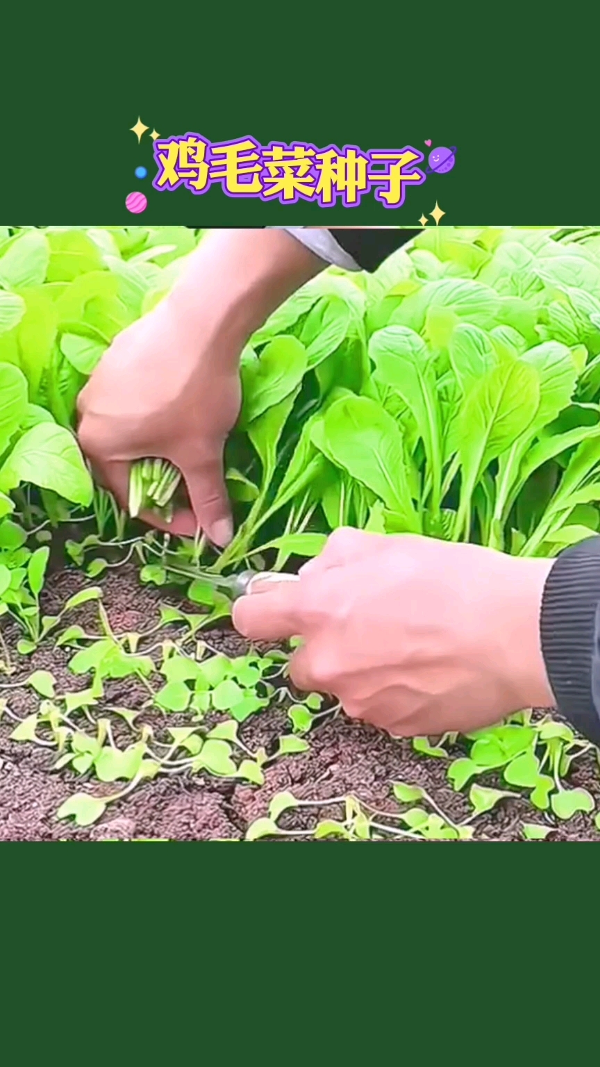 比牛羊肉还好吃的鸡毛菜,家里阳台小院花盆都可以种,四季种植