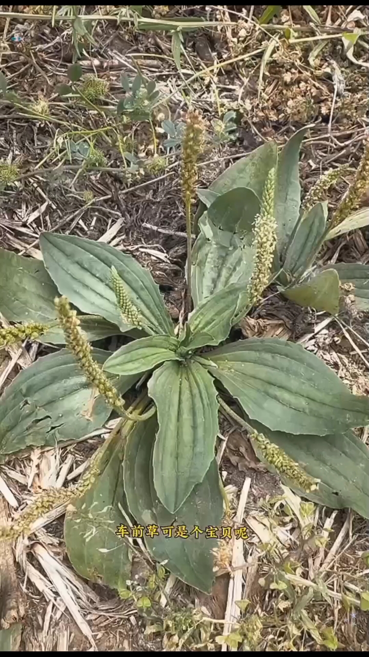 车前草有什么功效?