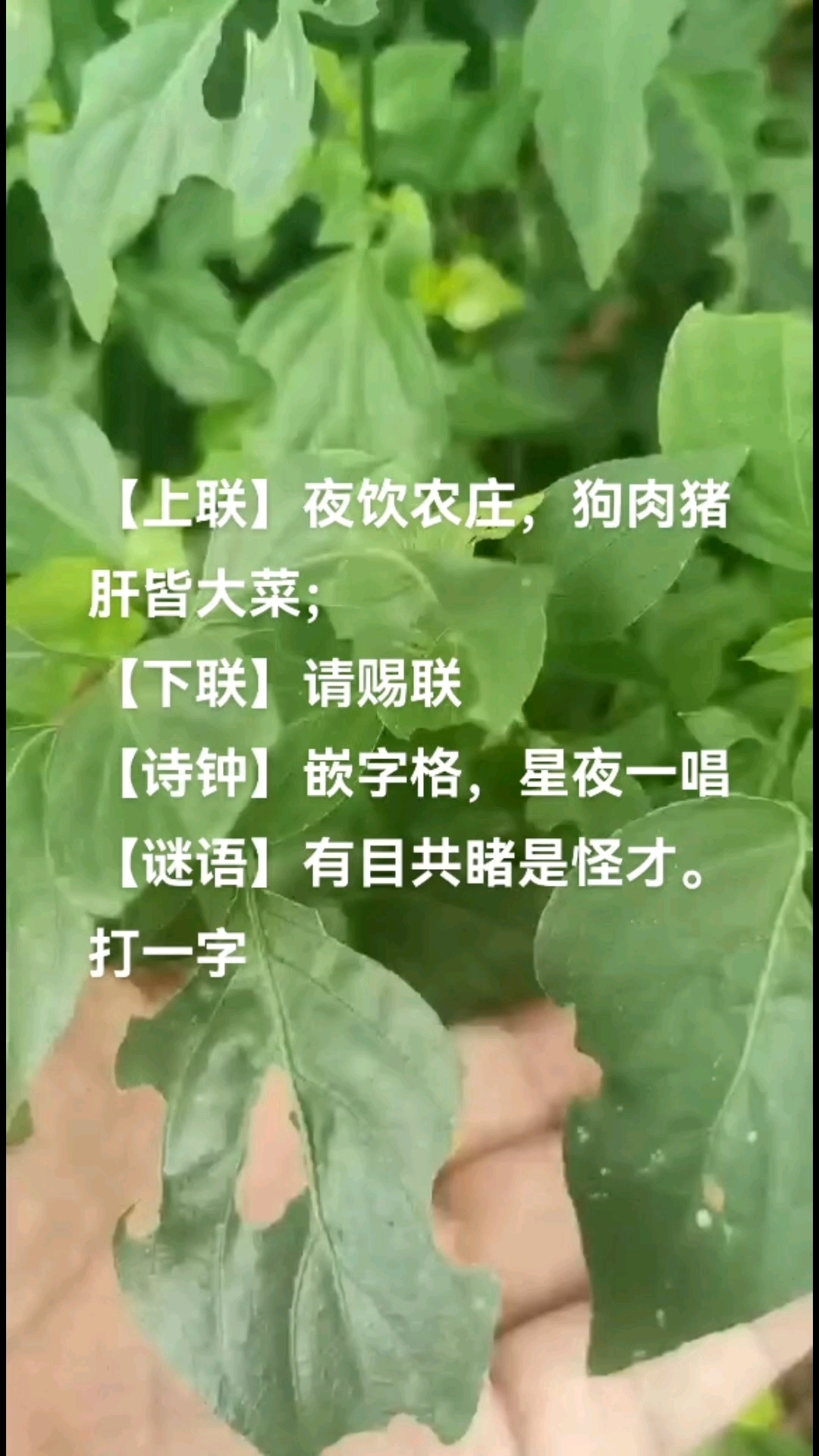 狗肝菜-对联诗钟谜语