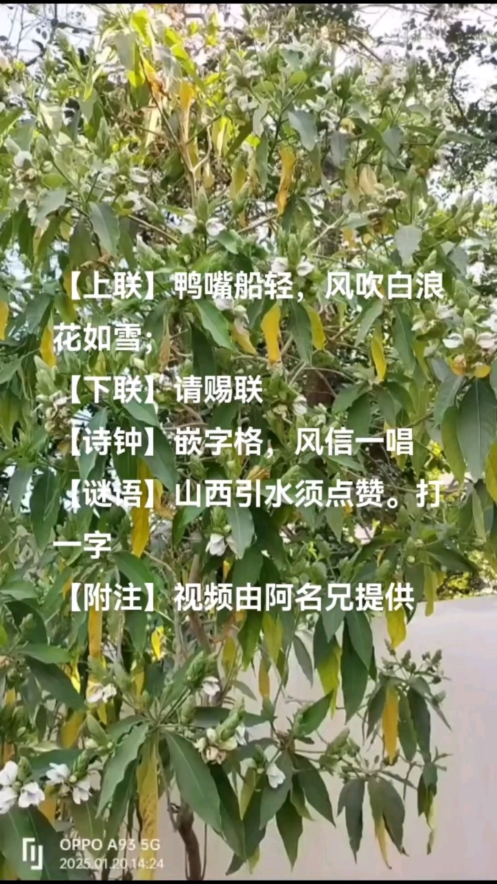鸭嘴花-对联诗钟谜语