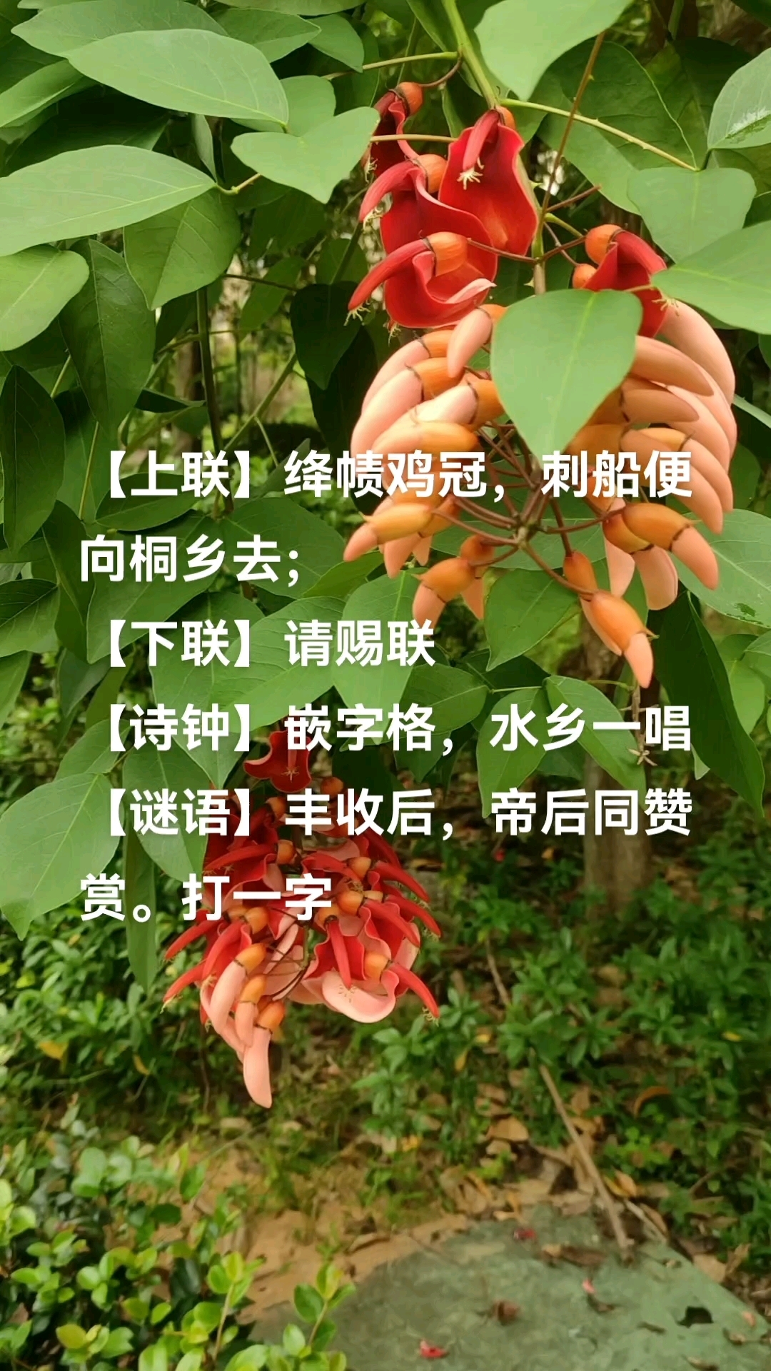 鸡冠刺桐-对联诗钟谜语
