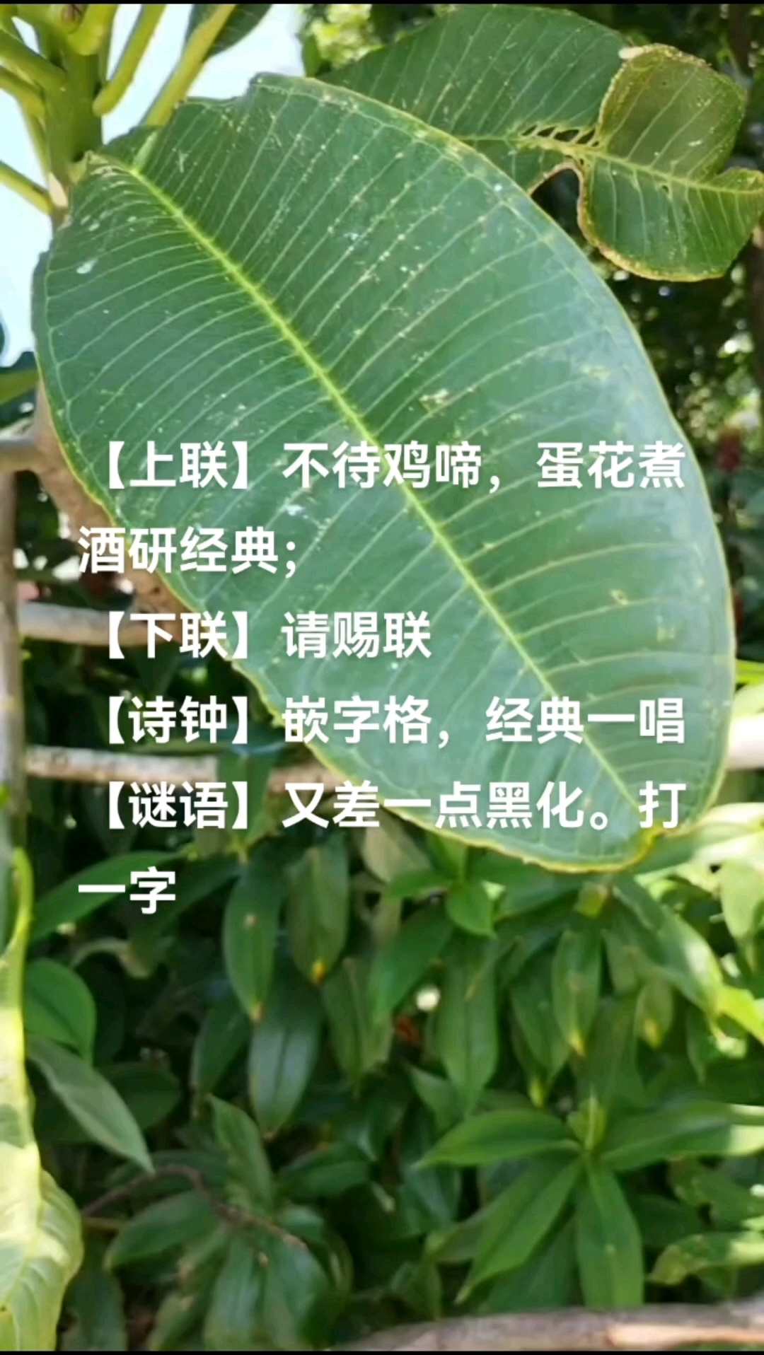 鸡蛋花-对联诗钟谜语