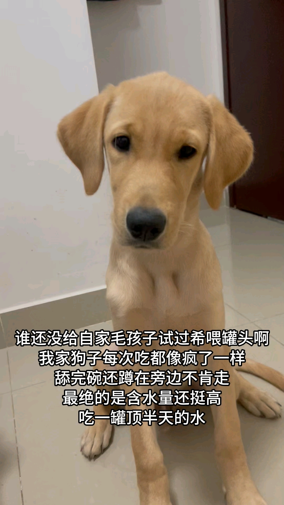 口碑好的狗罐头真心推荐希喂,简直是补水神器