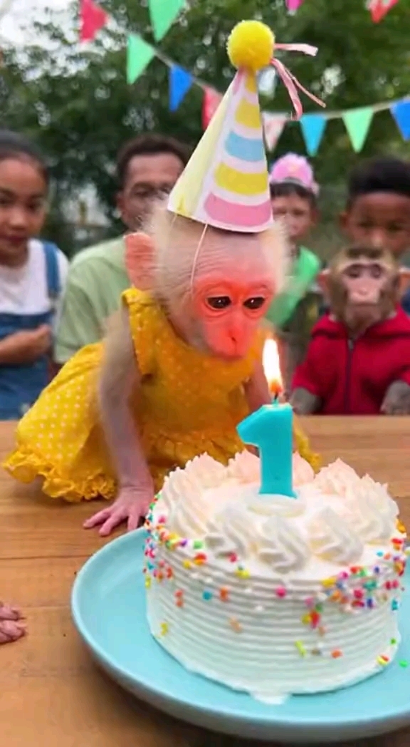 小猴子吃生日蛋糕