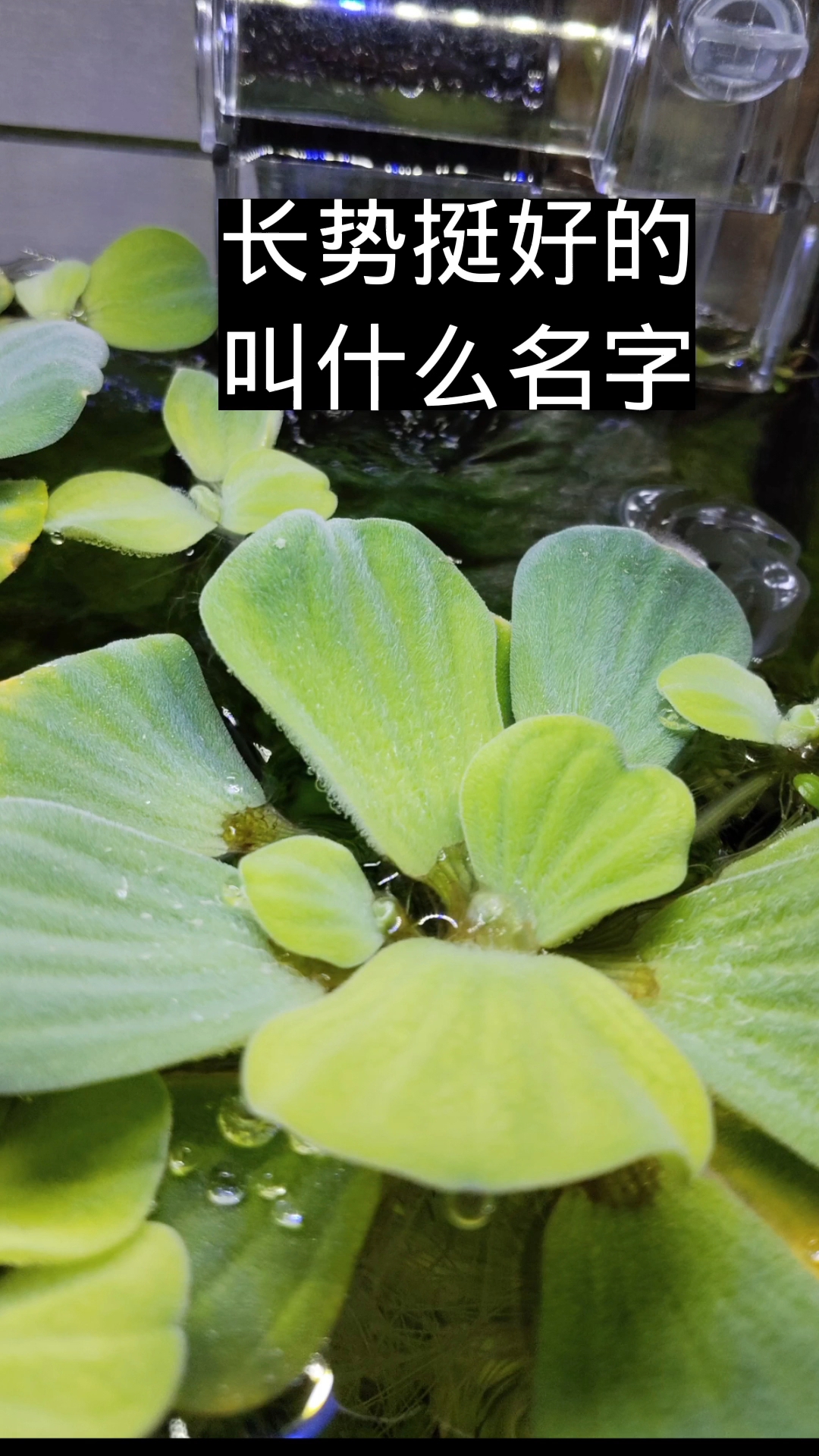 这个水草放鱼缸挺好看#鱼缸 #水族 #溪流缸 #鱼缸造景