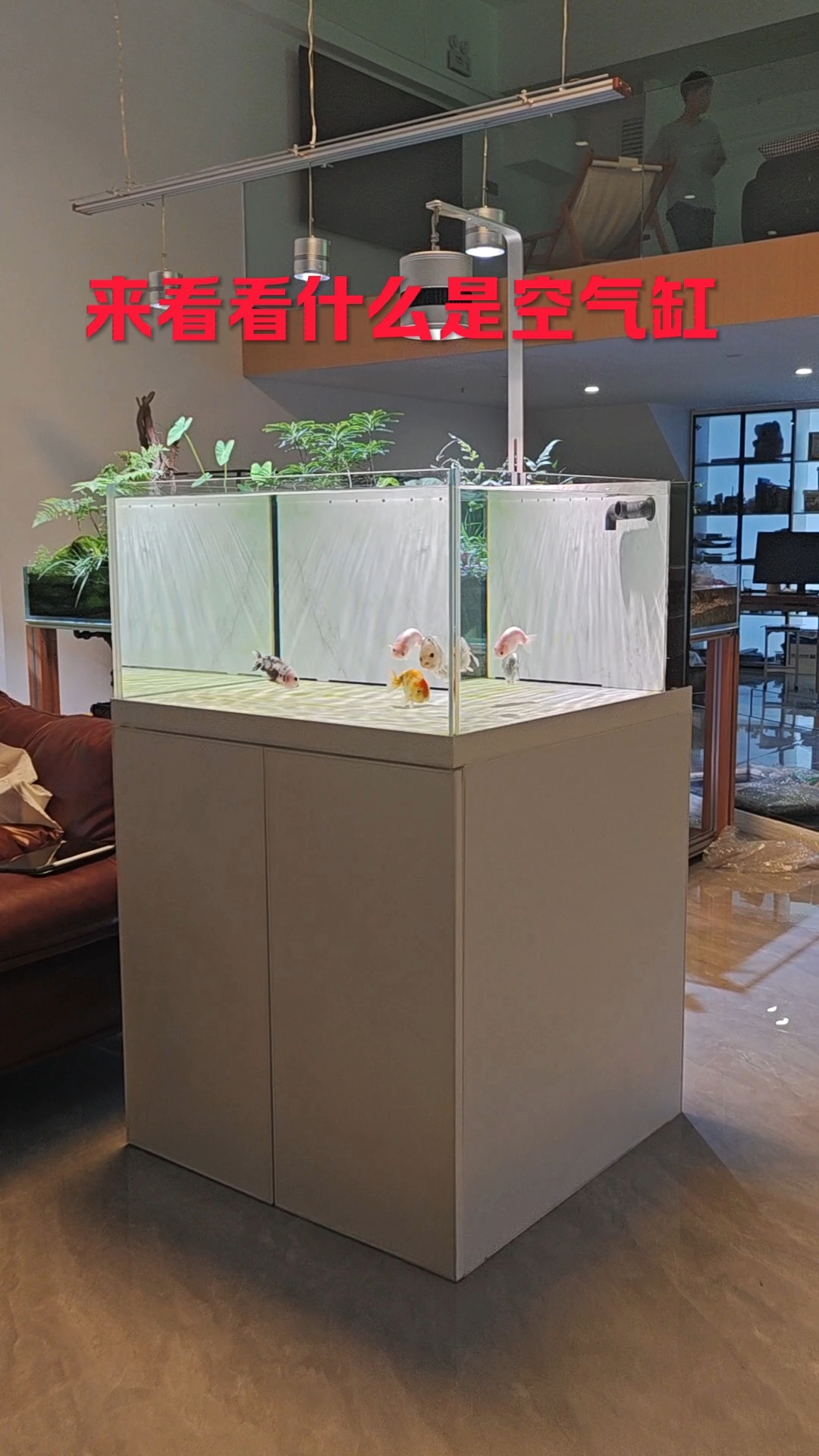 什么是溪流缸?怎么买鱼缸?