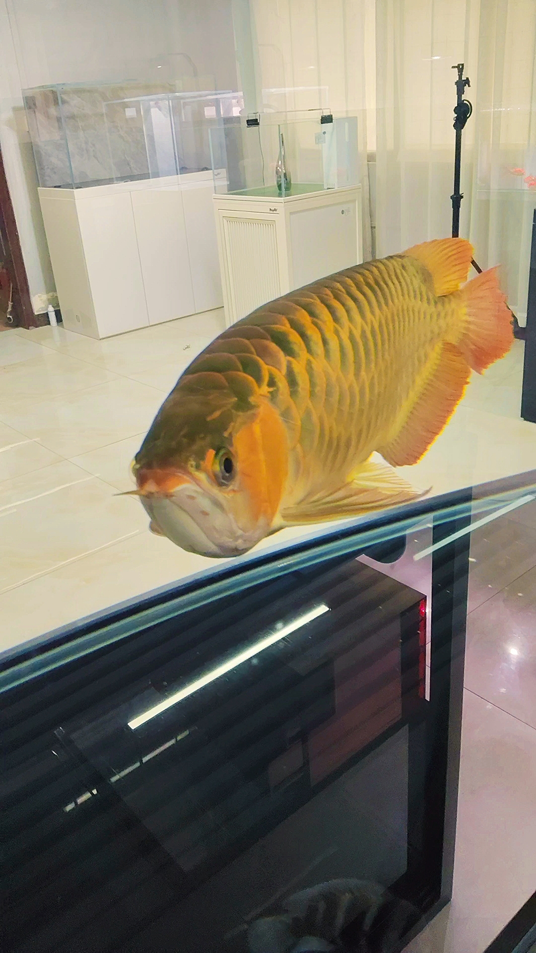 看看这是一条什么鱼?#鱼缸 #溪流缸 #水族#龙鱼