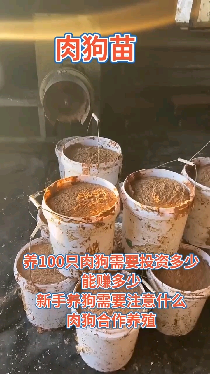 家有空地来养殖肉狗,5个月出栏,一只转800