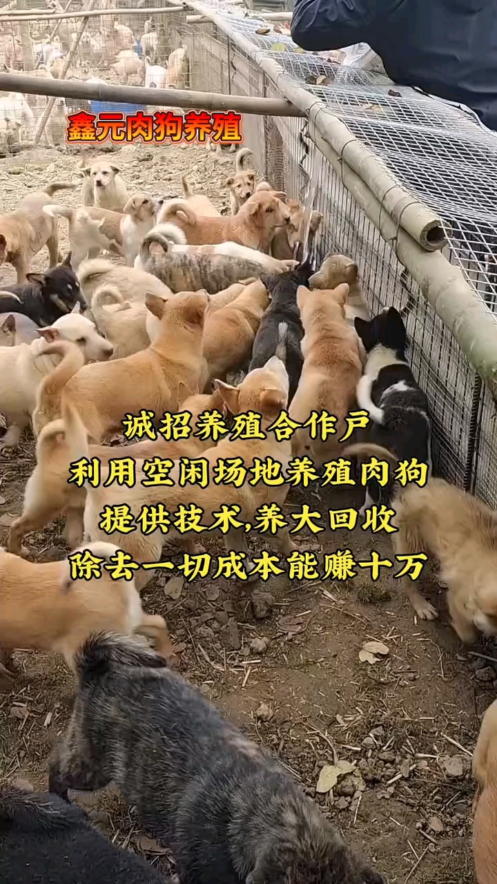 家有空闲土地就可以养殖肉狗