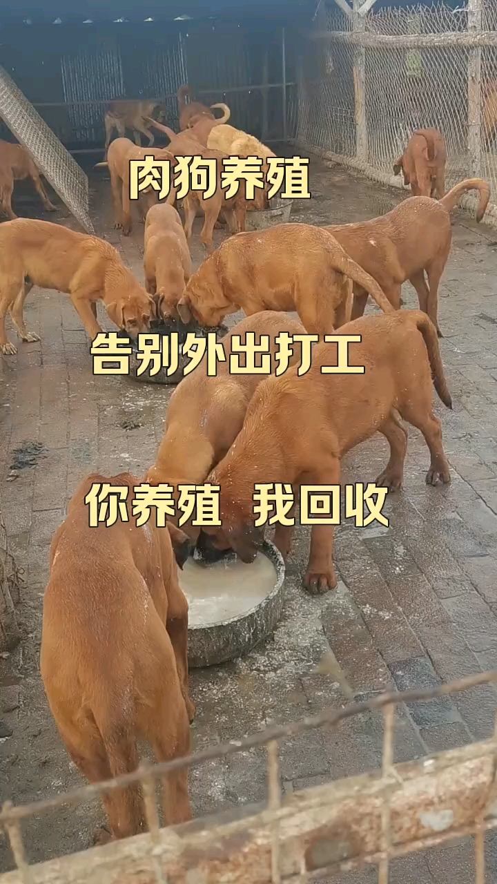 养殖不分地区不分季节,哪里都可以养