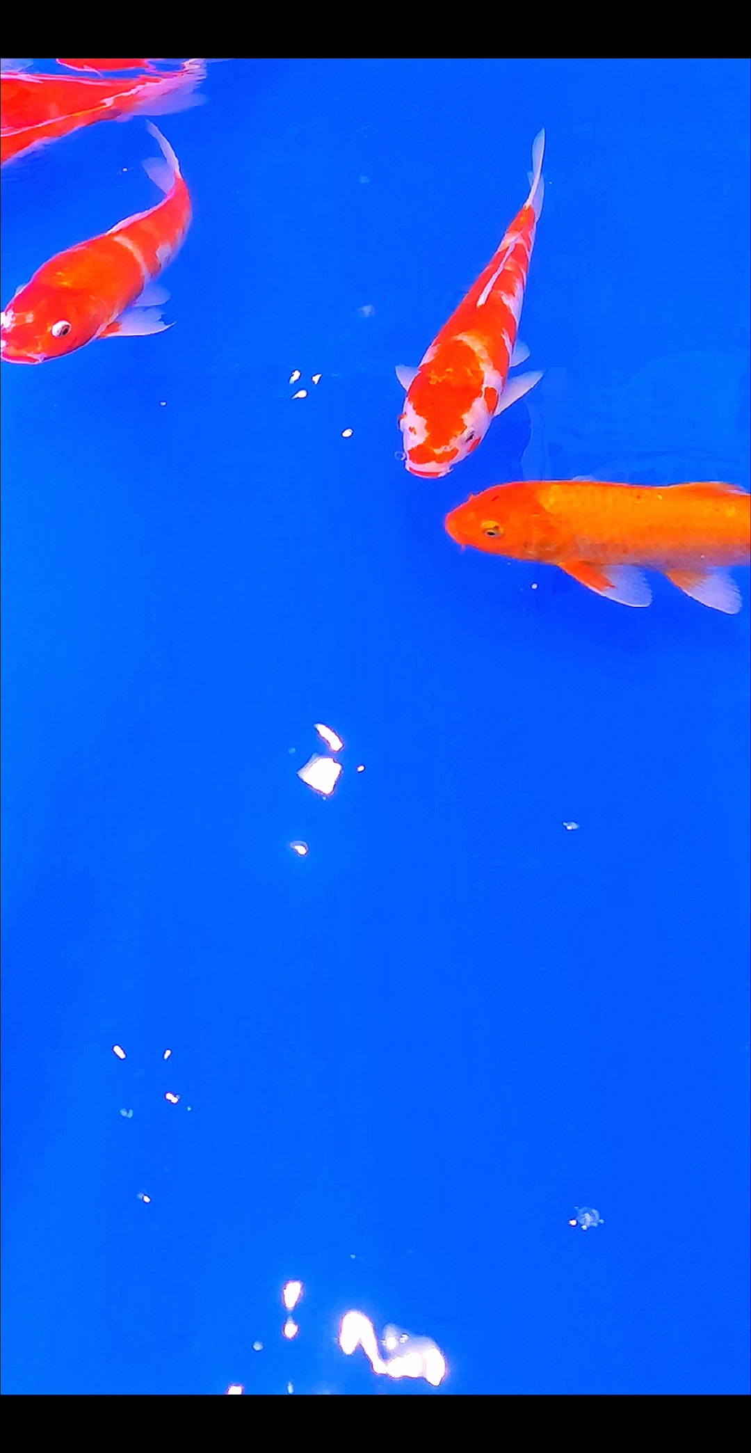 鱼儿戏水,波光粼粼。